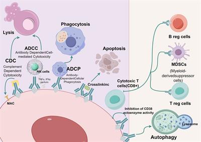 Application of CD38 monoclonal antibody in kidney disease